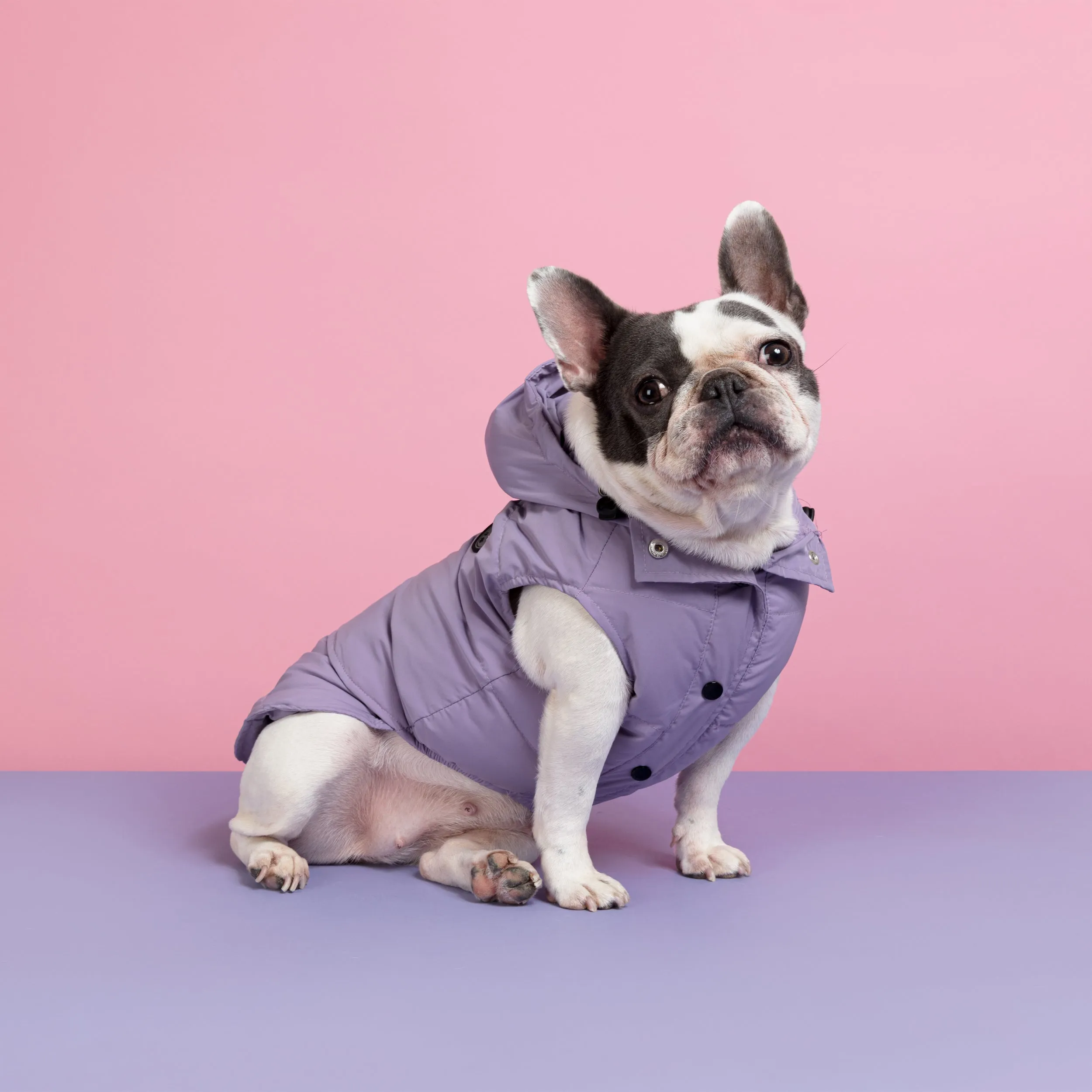 Supreme Puffer Dog Jacket Vest